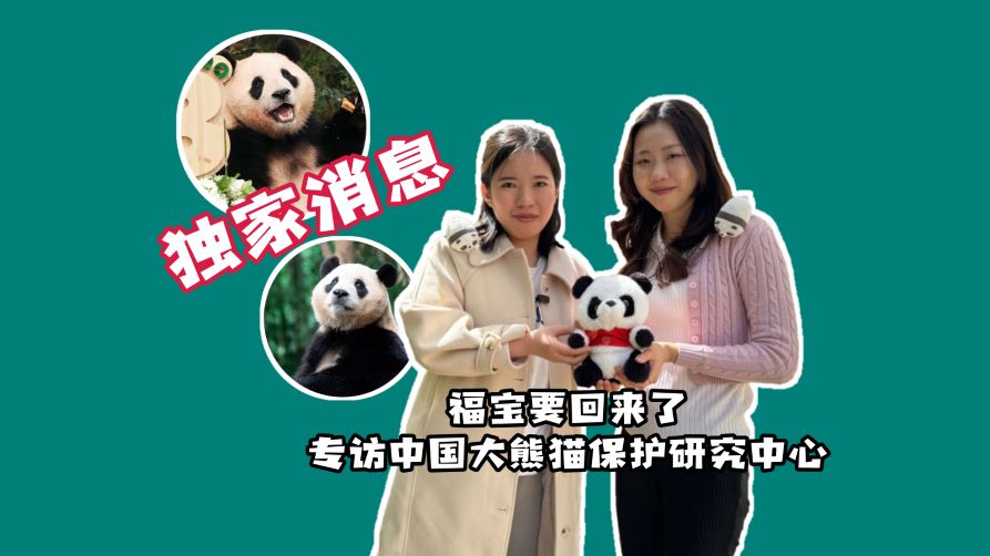 福宝要回国了，专访中国大熊猫保护研究中心
